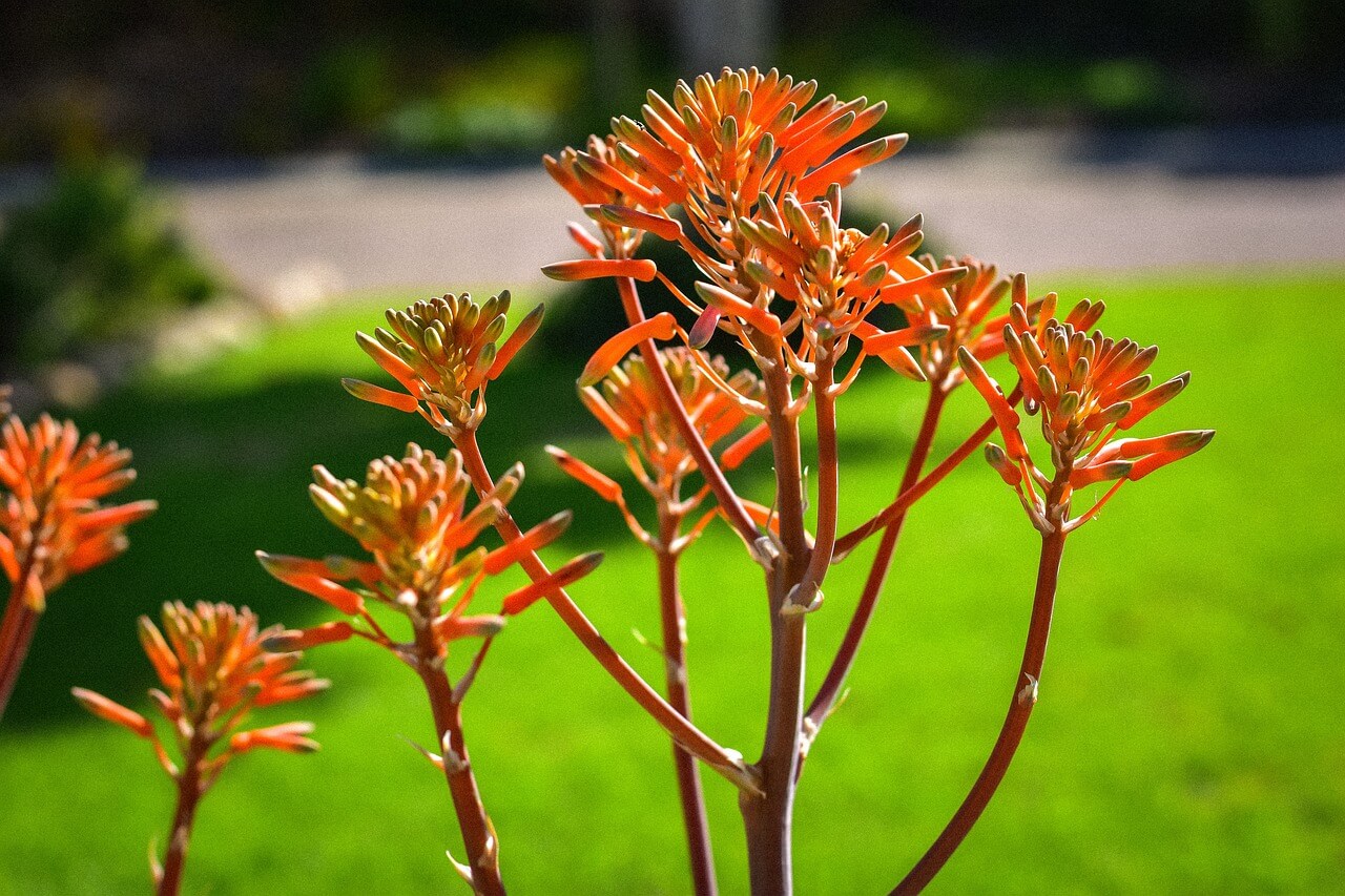 blooming aloe vera