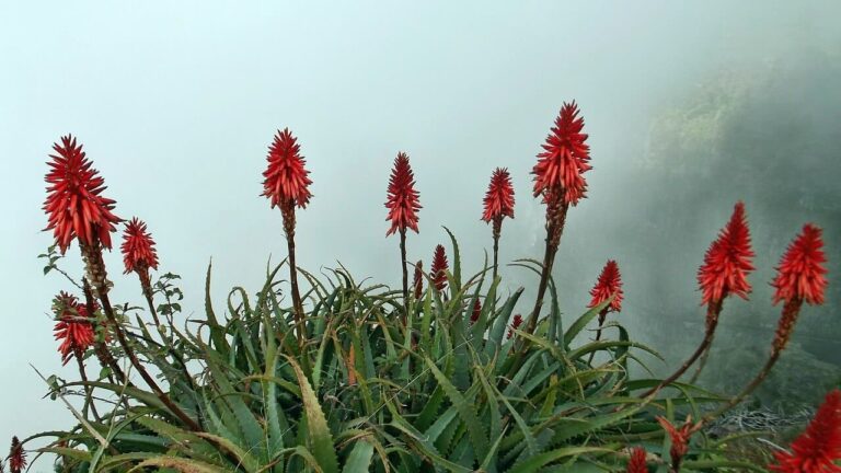 Properties and benefits of ALOE VERA FLOWER on your health