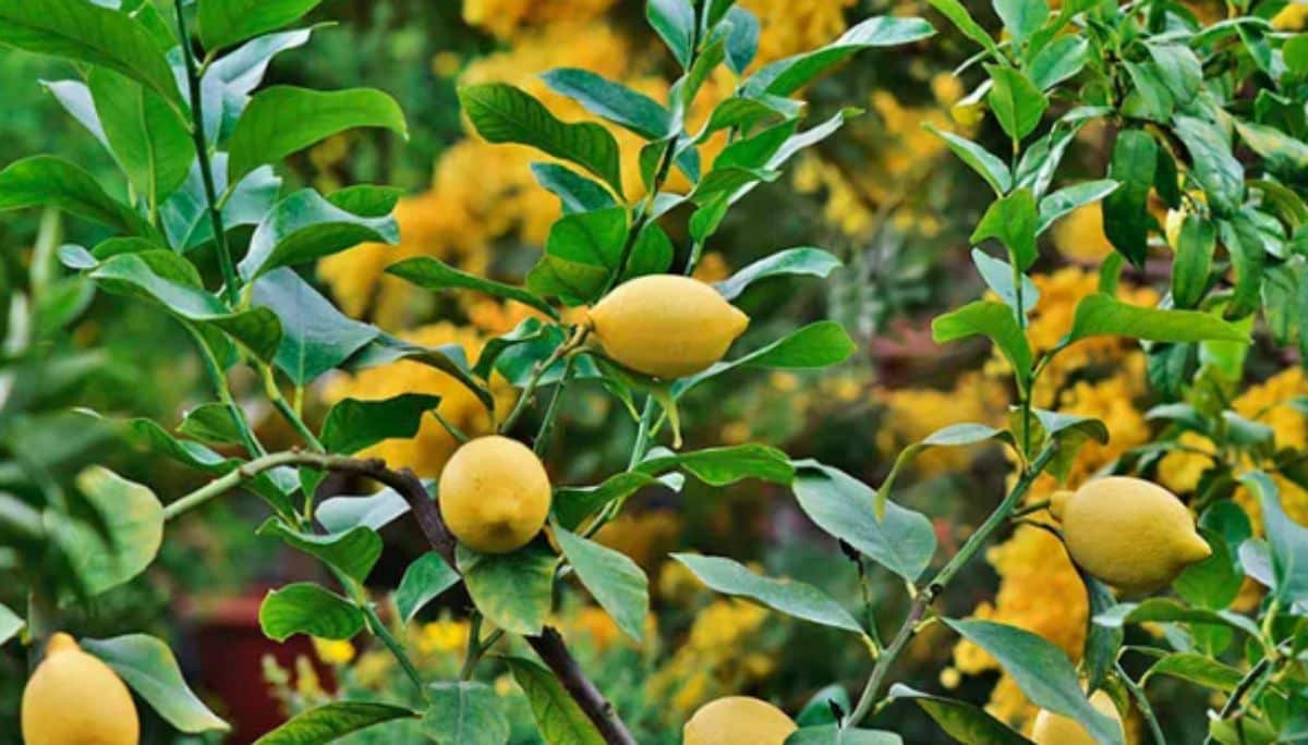 luneros lemons Source_environment