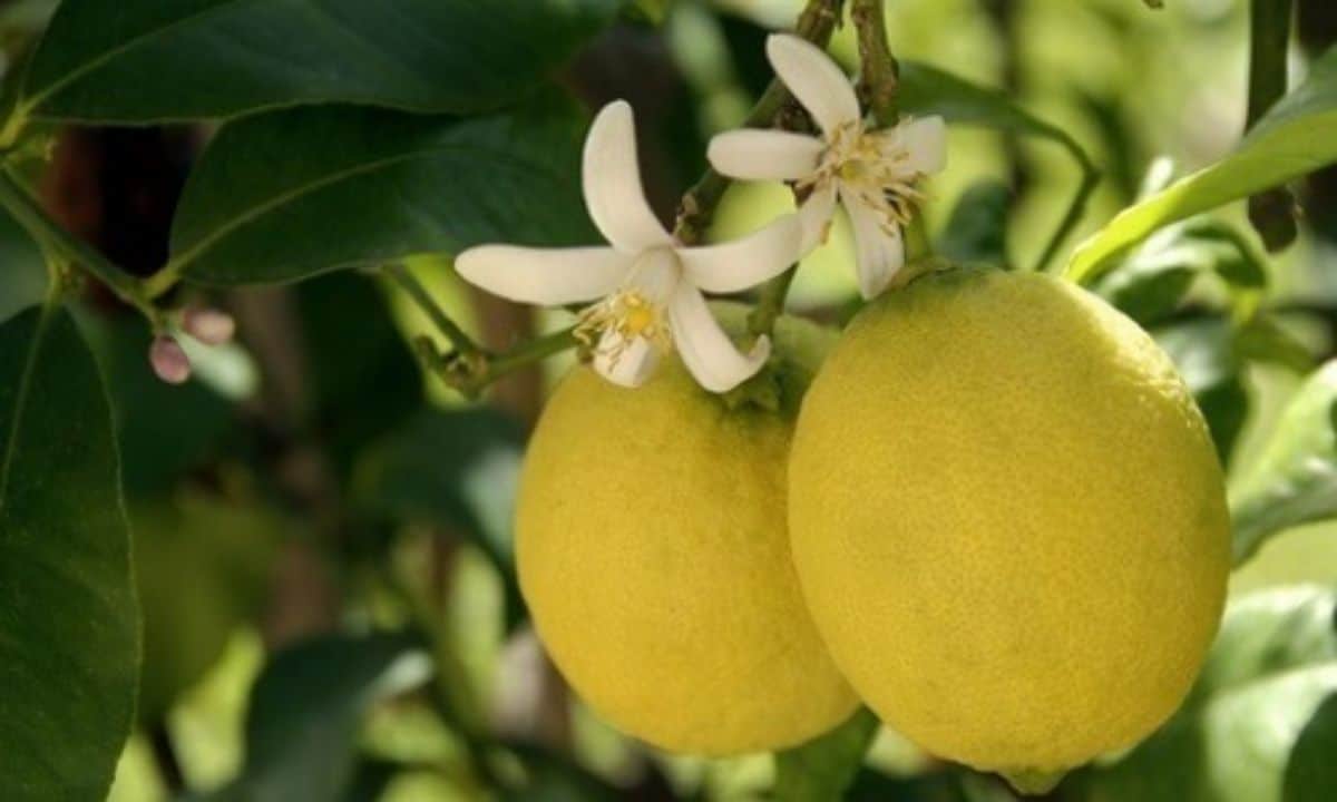 flower-and-fruit-Fuente_limonero.me