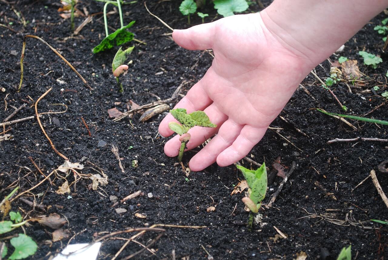 soil fertilized with biochar