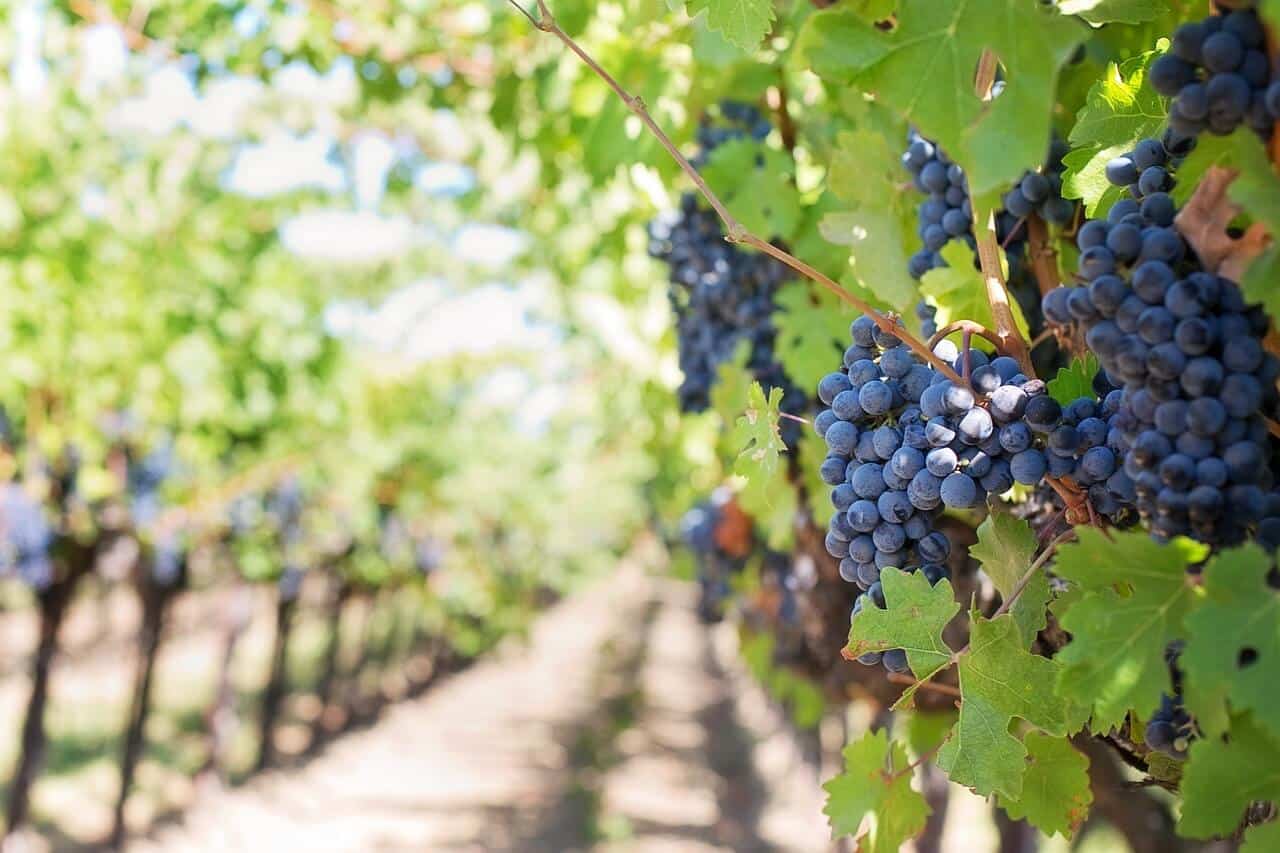vines fertilized with biochar