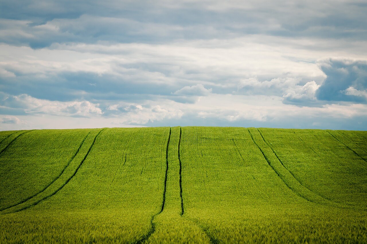 fields fertilized with biochar