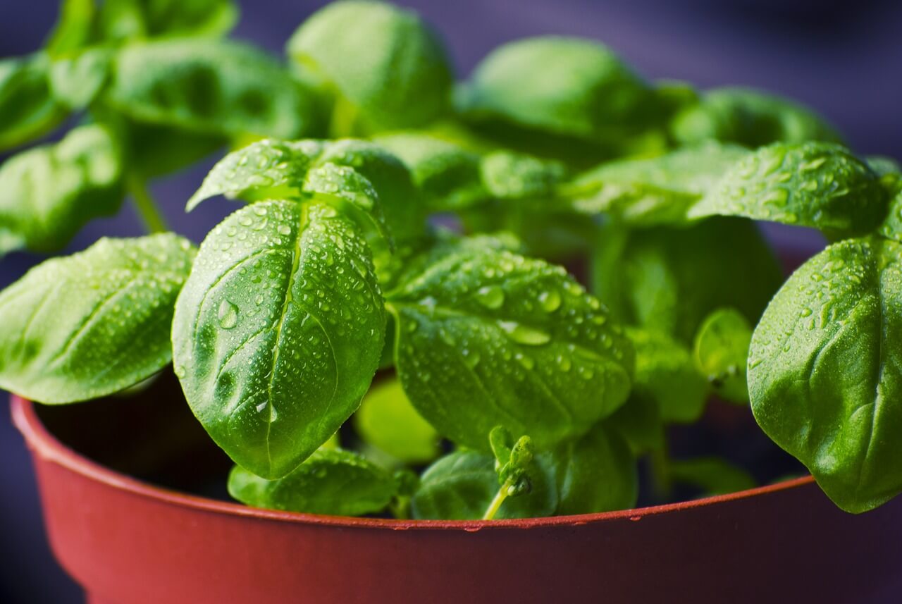 plant to make basil oil