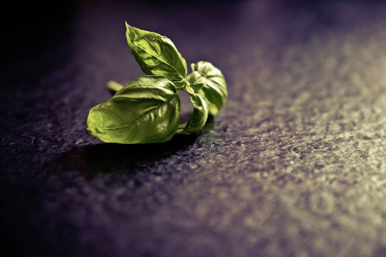 ingredient for making basil oil