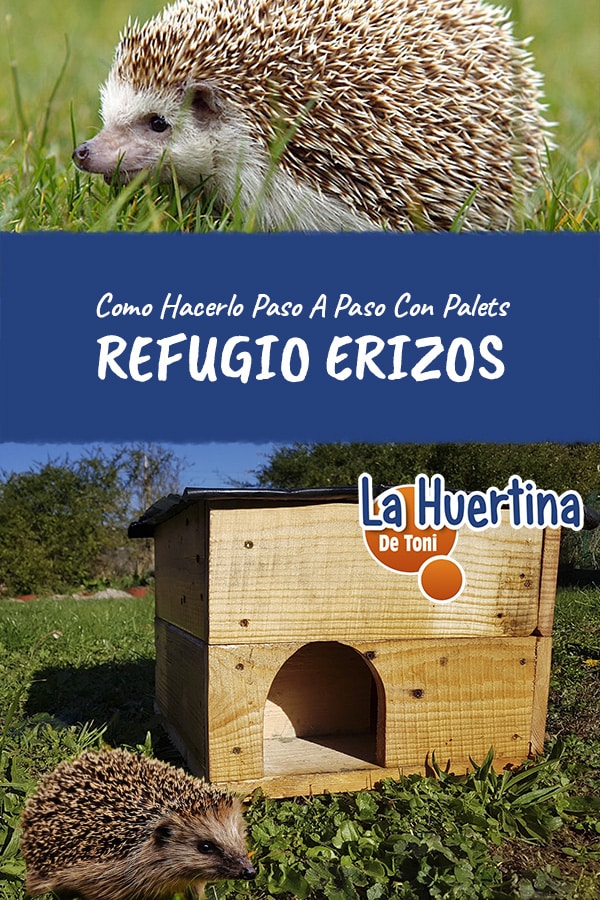 hedgehog houses