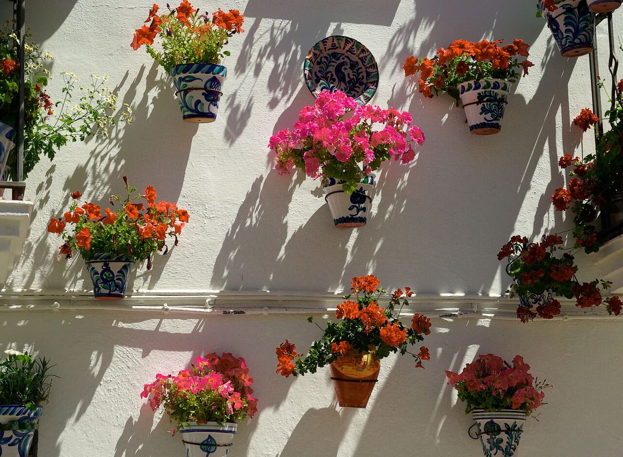 geraniums with flower in pot