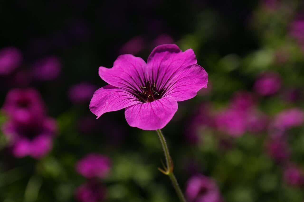 purple geranium flower petals