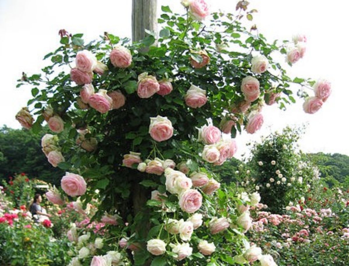 rosebush