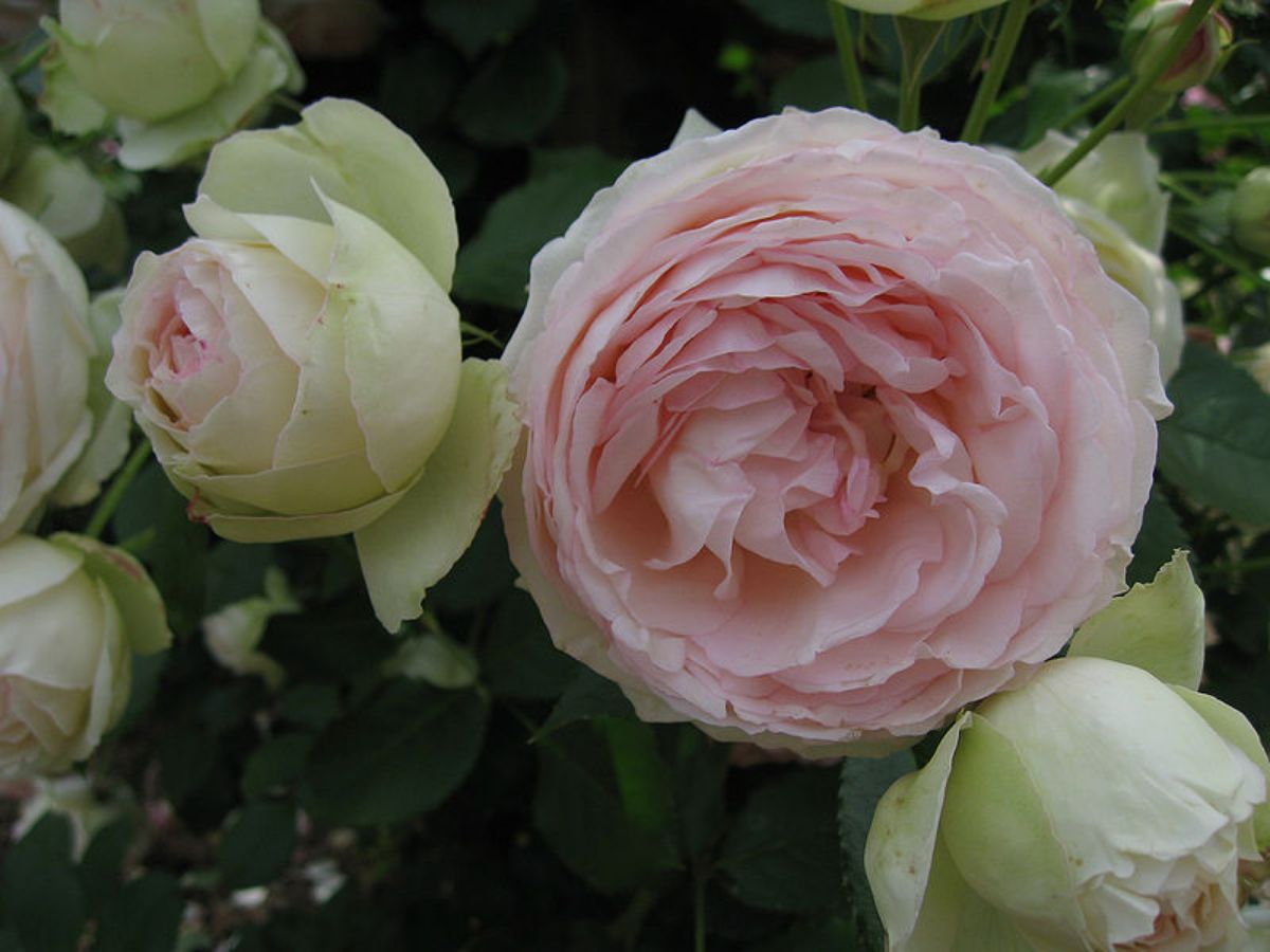 roses