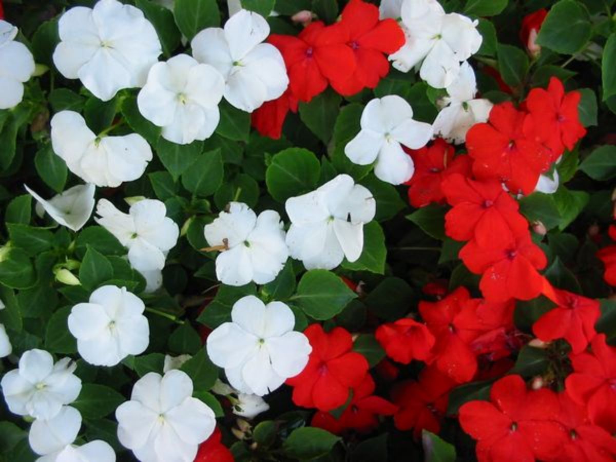 a flower that you find with a variety of colors