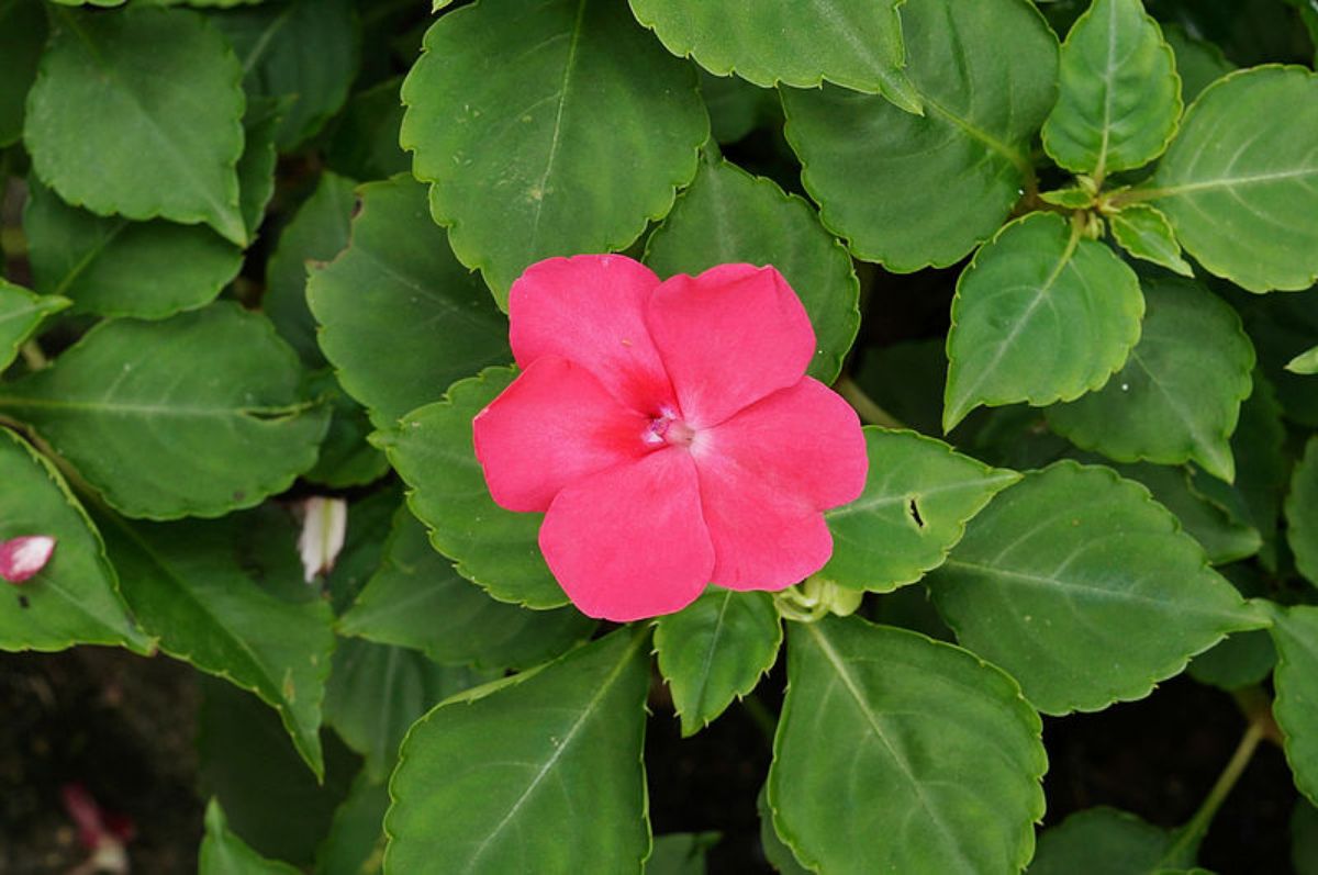 evergreen flower