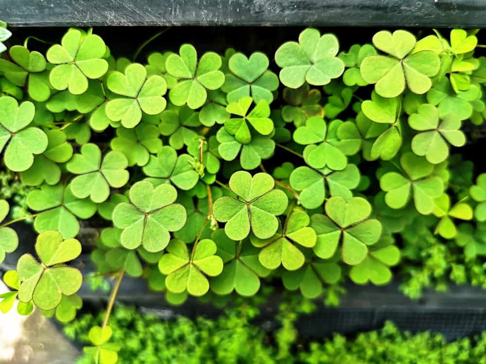 Everything You Need To Know About Growing Beautiful Oxalis Plants