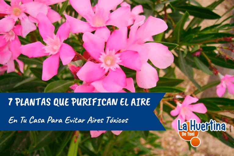 plantas que purifican el aire