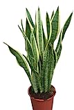 Indoor plant - Plant for the house or the office -...