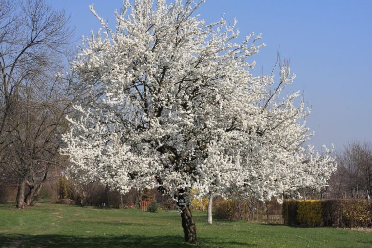 &Aacute;rbol con flores blancas