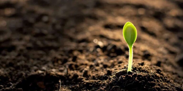 BIOCHAR: the charcoal that beautifies your plants