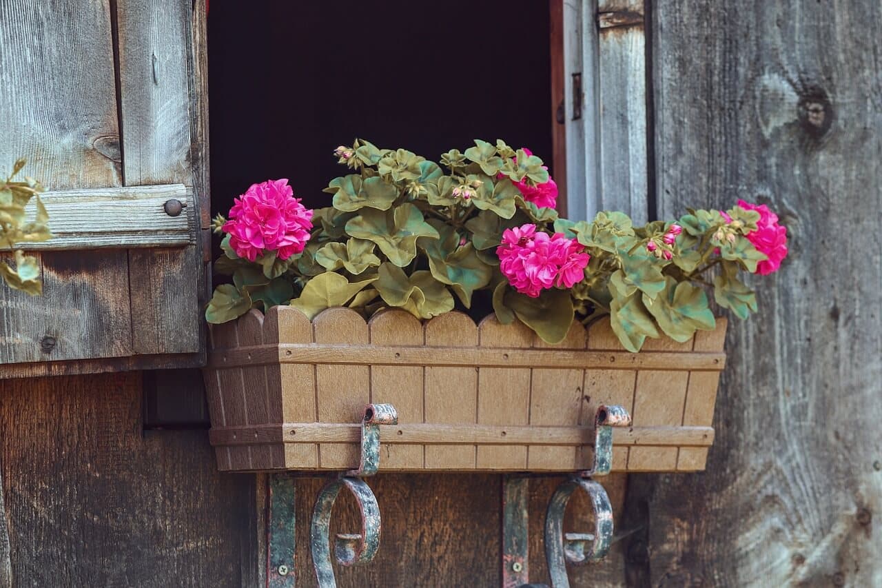geraniums with flower in pot