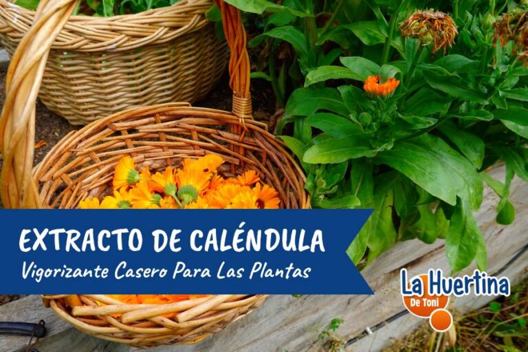 extracto de calendula