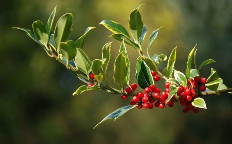 Planta con bolitas rojas