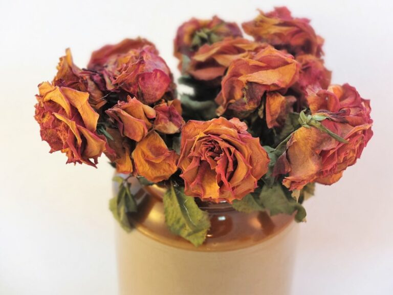 Flores secas vs preservadas