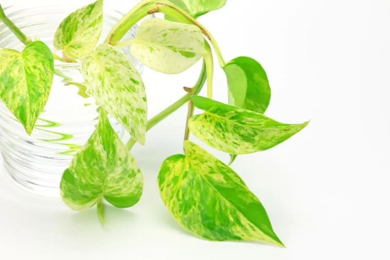 How Often to Water Pothos to Prevent Root Rot