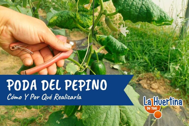 How and why to prune cucumbers in the garden