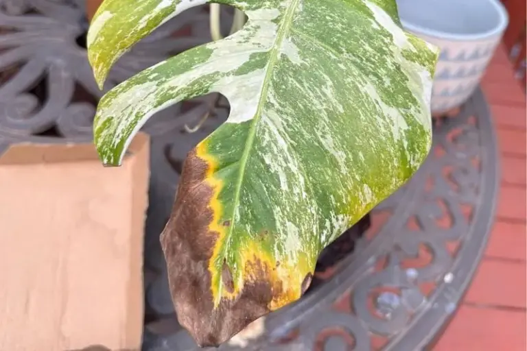 How to prevent variegated Monstera from turning brown?  –ISBUZZLE