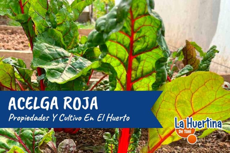 acelga roja