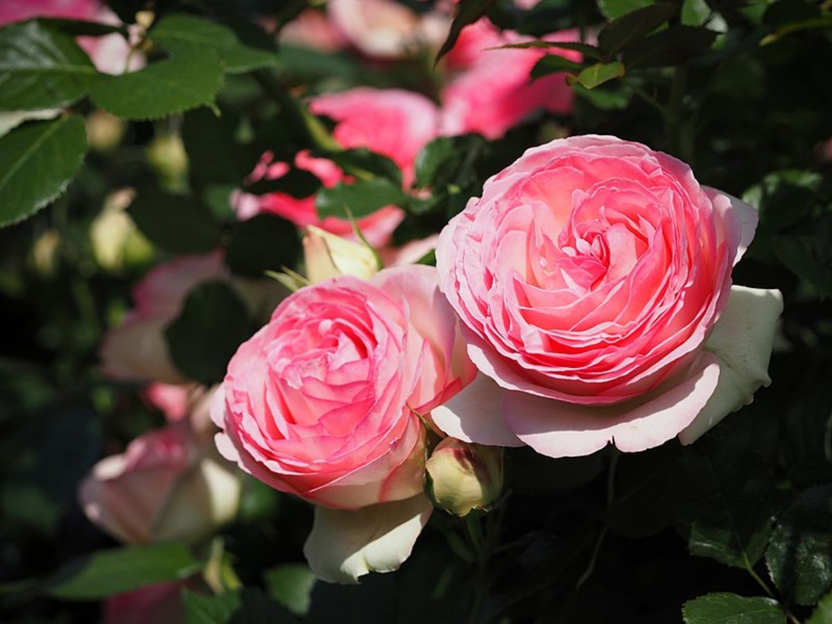 Rose 'Pierre de Ronsard'