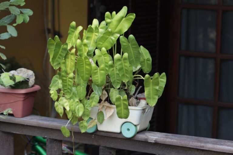 Plantas de sombra para macetas de exterior
