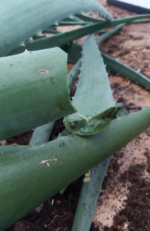 My aloe vera plant is broken and has damaged leaves after falling.
