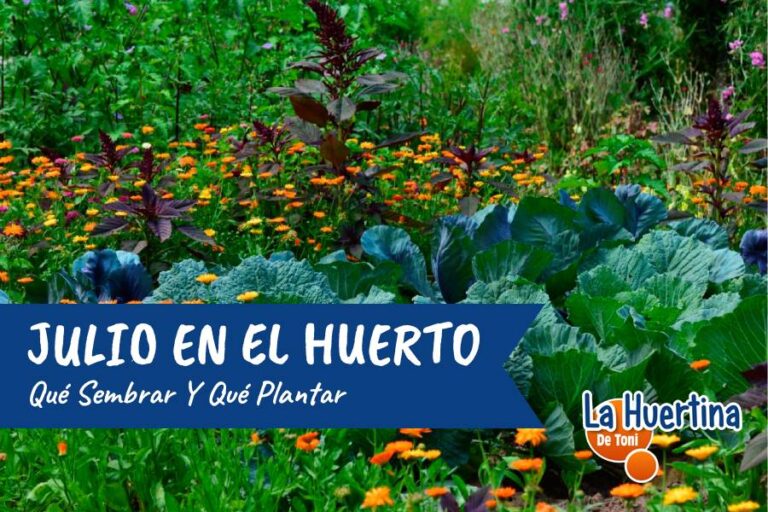 que plantar en julio
