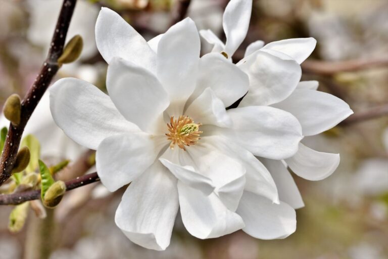 Cu&aacute;ndo florece el magnolio en Espa&ntilde;a