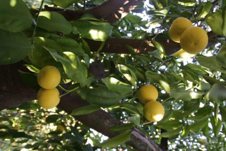 Cu&aacute;ndo podar limonero lunero Fuente_comprarpomelos