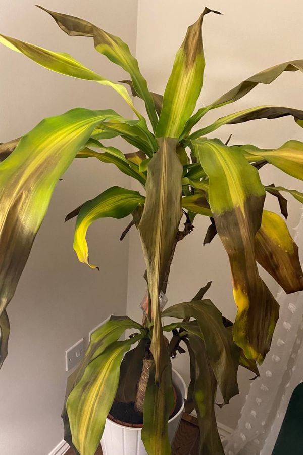 Your corn plant can die due to improper watering or exposure to light, critical factors for plant health.